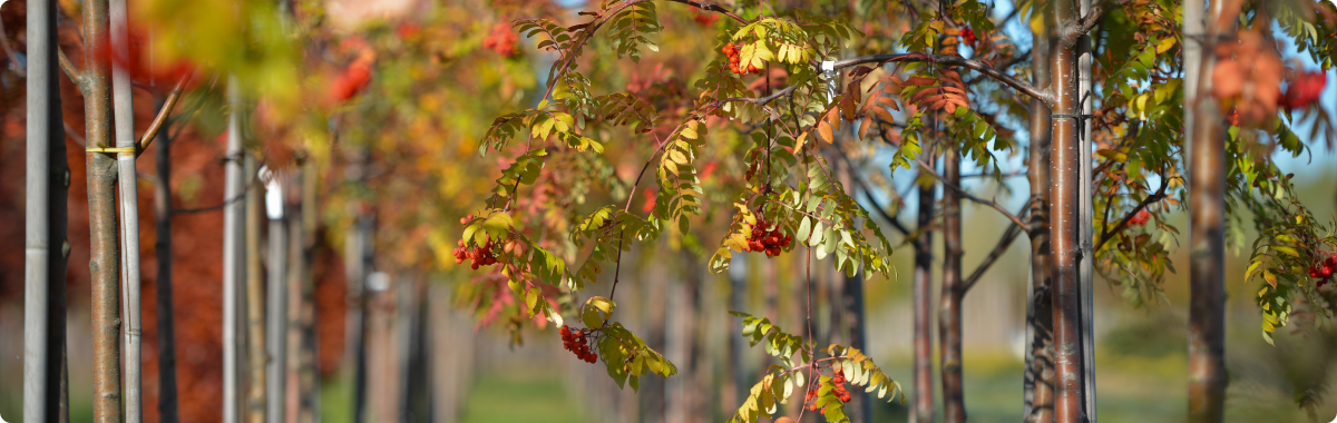 Южный Питомник декоративных культур